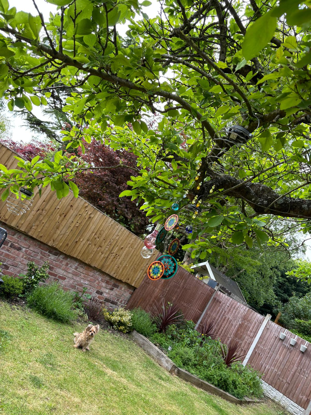 Garden lawn